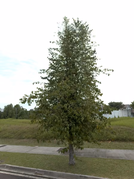tree photo