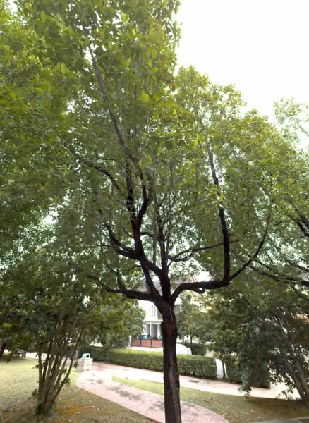 tree photo