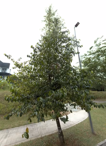 tree photo
