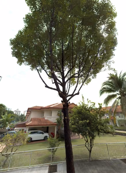 tree photo