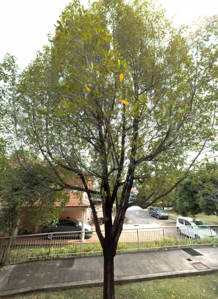 tree photo