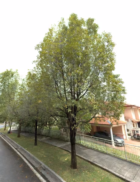 tree photo
