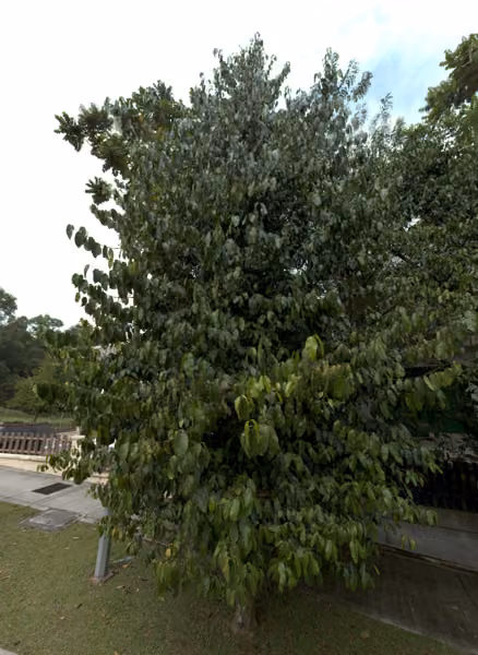 tree photo
