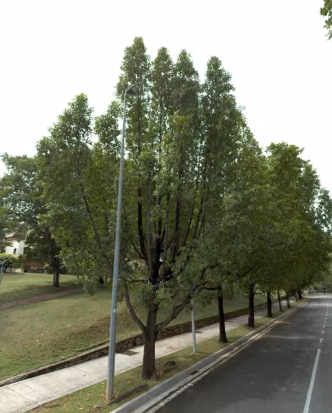 tree photo