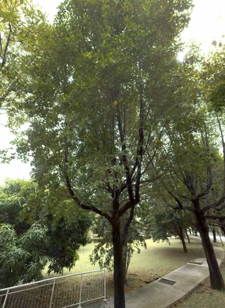 tree photo