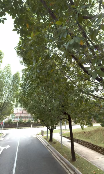 tree photo