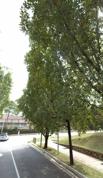 tree photo