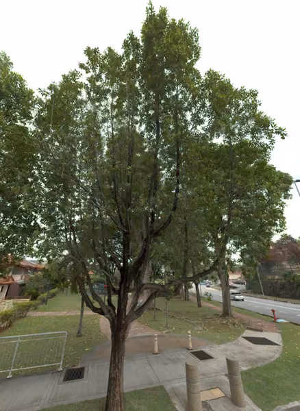 tree photo