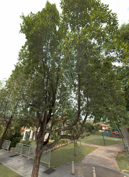 tree photo