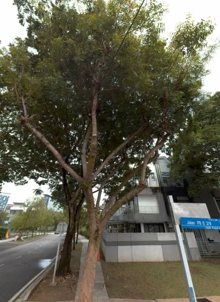 tree photo