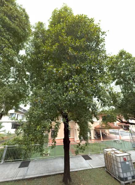 tree photo