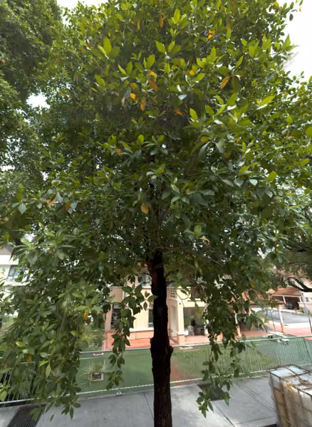 tree photo