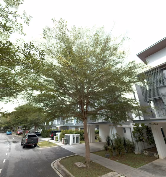 tree photo