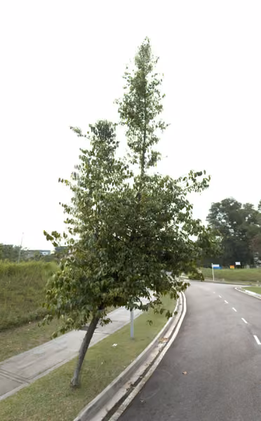 tree photo