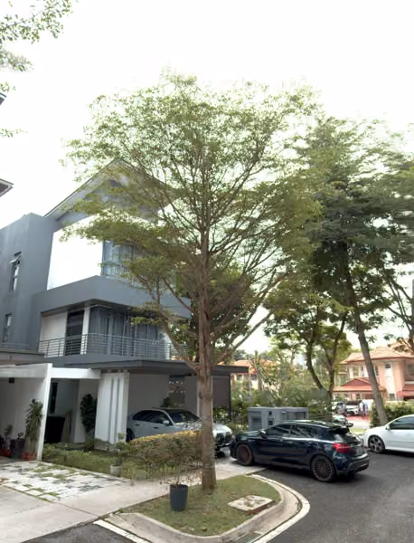 tree photo