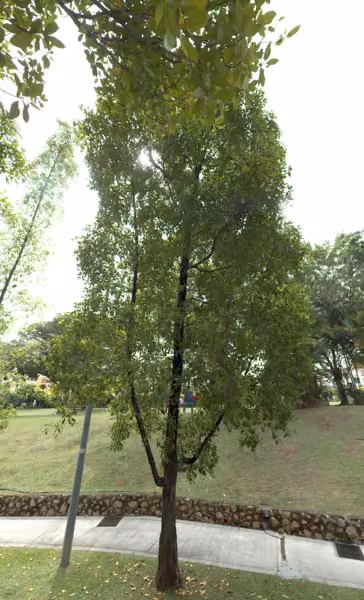 tree photo