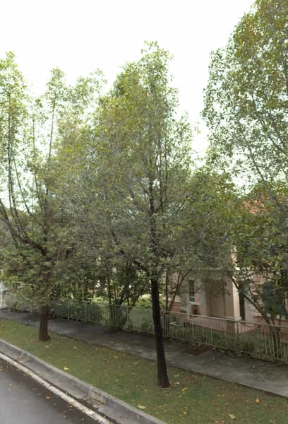 tree photo