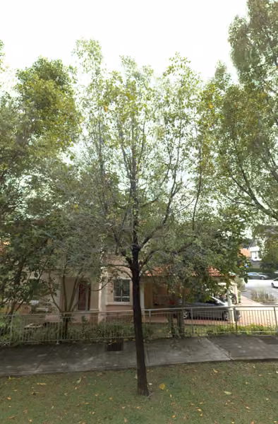 tree photo