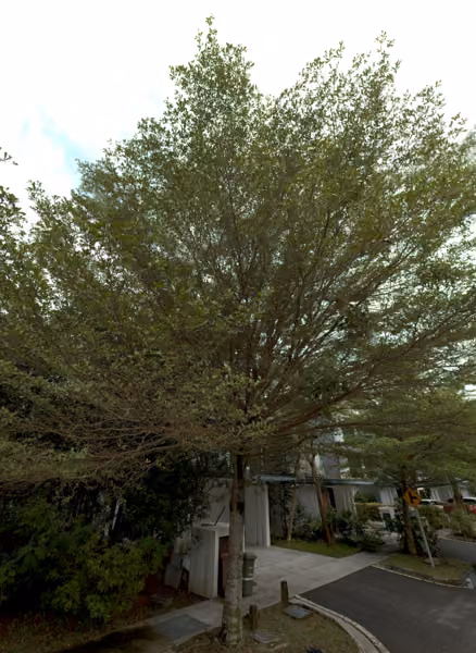tree photo