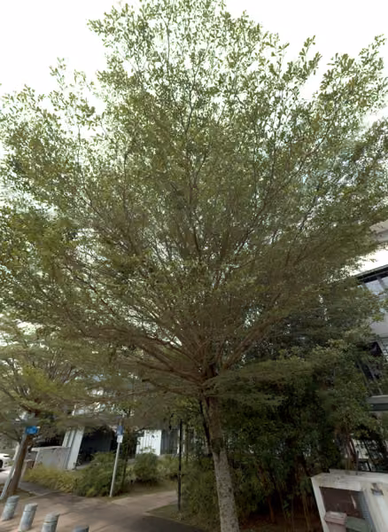 tree photo
