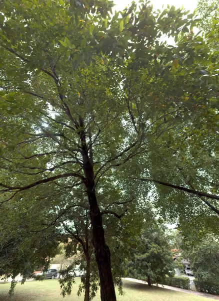 tree photo
