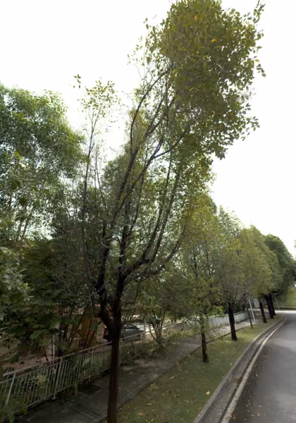 tree photo
