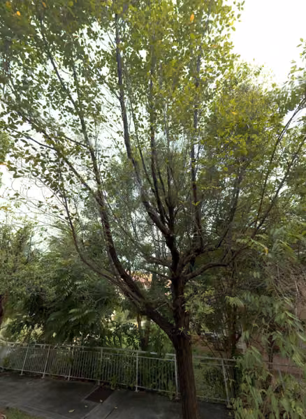 tree photo