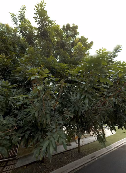 tree photo