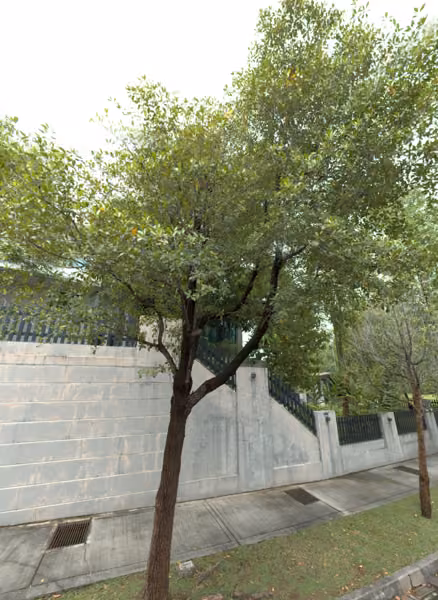 tree photo