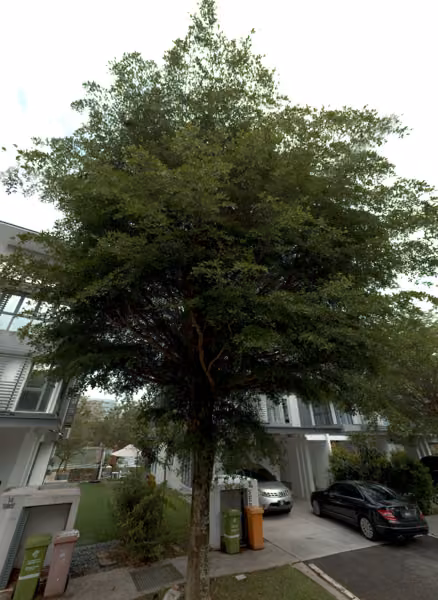tree photo