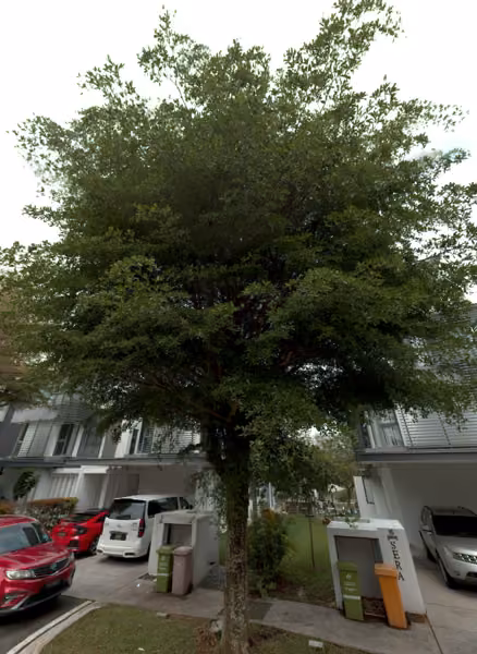 tree photo