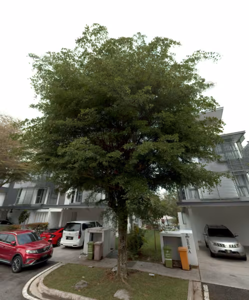 tree photo