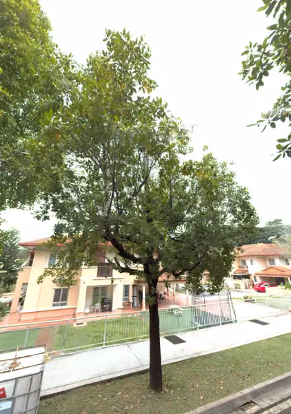 tree photo