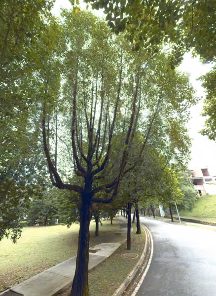 tree photo