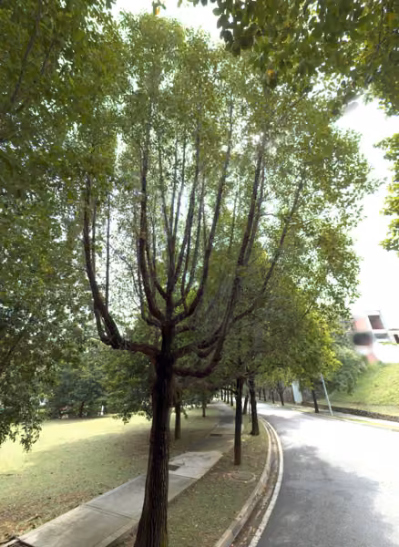 tree photo