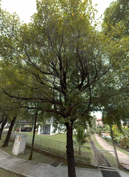 tree photo