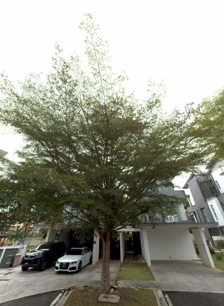 tree photo