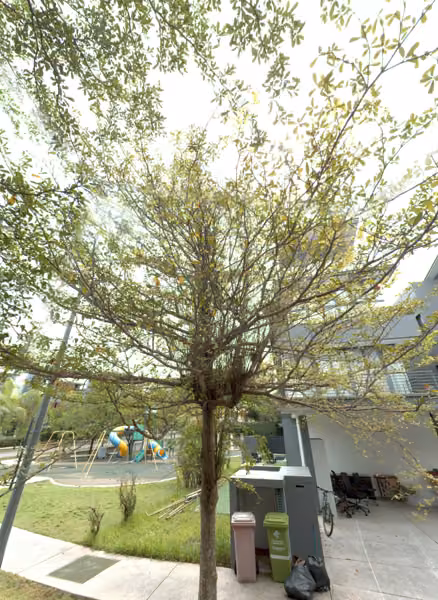 tree photo