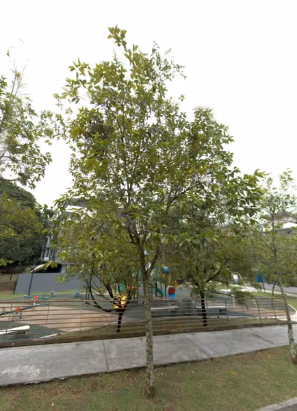 tree photo