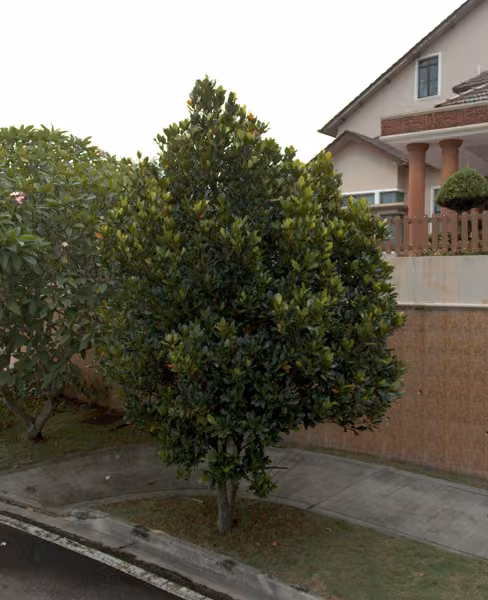 tree photo