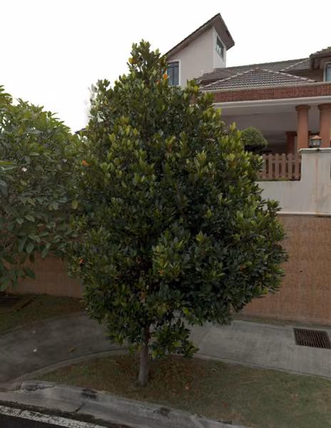 tree photo