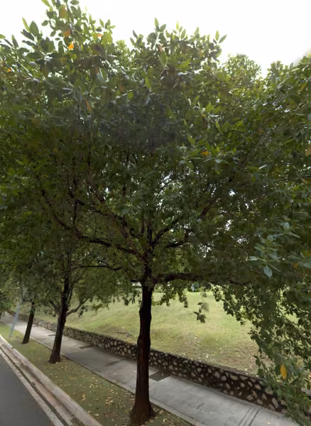 tree photo