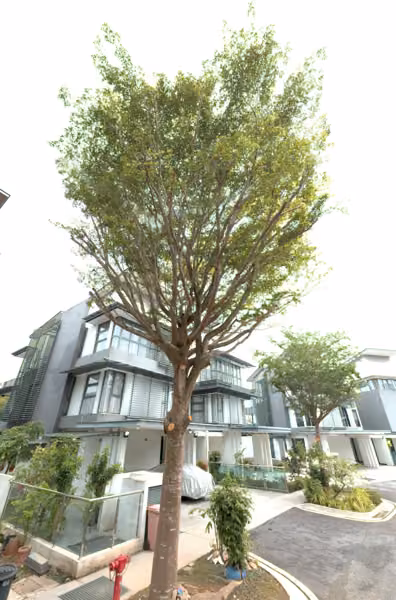 tree photo