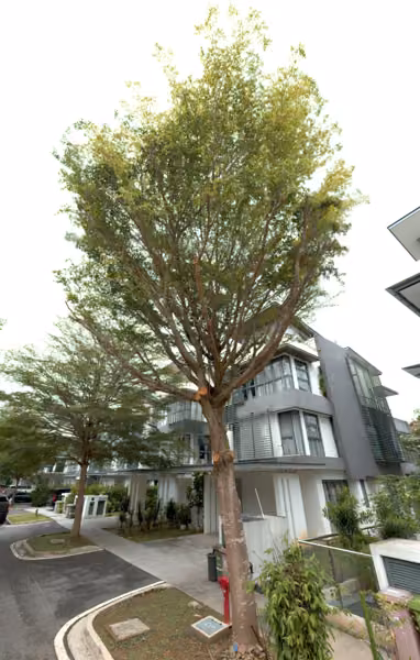 tree photo