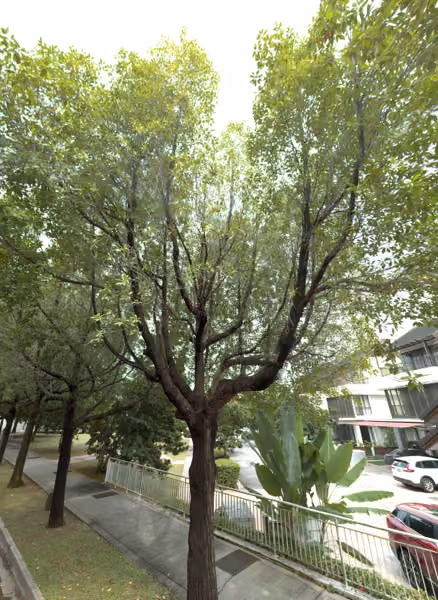 tree photo