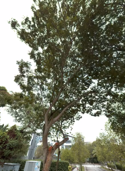 tree photo