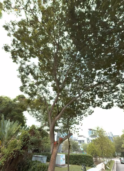 tree photo