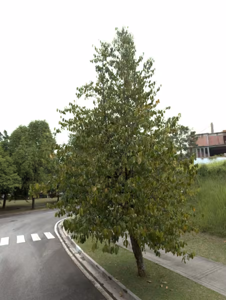 tree photo