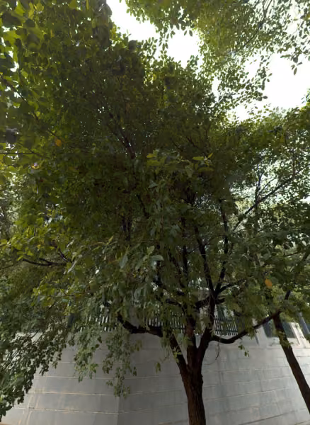 tree photo