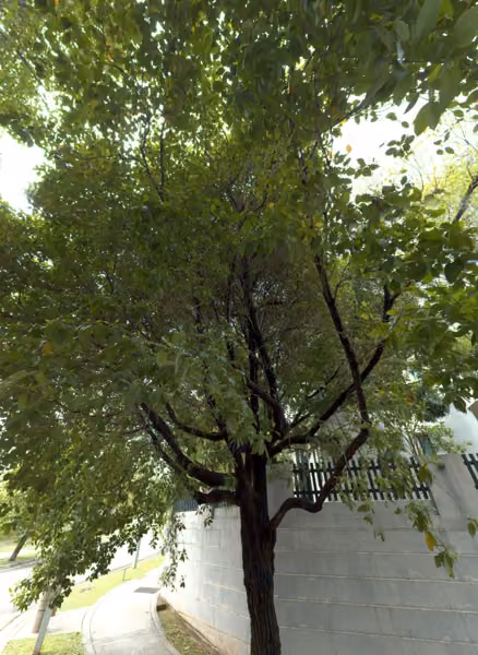 tree photo